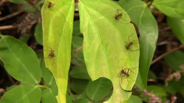 Video Big Headed Myror Pheidole Xanthogaster Körs Längs Regnskog Golv — Stockvideo