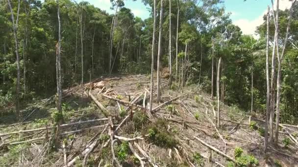 Vídeo Selva Tropical Árboles Talados — Vídeo de stock