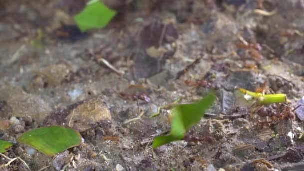 Atta Μεταφέρουν Κομμάτια Των Φύλλων Αργή Κίνηση Βίντεο Από Μυρμήγκια — Αρχείο Βίντεο