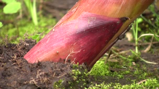 Video Planta Bambú Chusquea Los Andes Ecuatorianos — Vídeo de stock