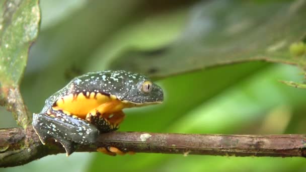 Video Zelené Žluté Žáby Amazon Leaf Frog Cruziohyla Craspedopus — Stock video