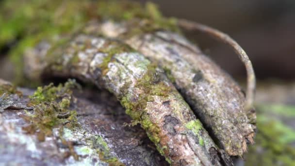 Turtle Ant Cephalotes Atratus Walking Tree Branch Ecuadorian Amazon — 비디오