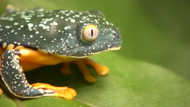 Vidéo Grenouille Jaune Verte Grenouille Feuille Amazonienne Cruziohyla Craspedopus — Video