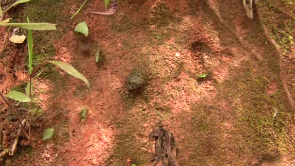 Видео Муравьёв Большой Головой Pheidole Xanthogaster Бегущих Полу Тропических Лесов — стоковое видео