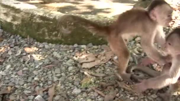 Vídeo Macacos Capuchinhos Frente Branca Cebus Albifrons Amazônia Equatoriana — Vídeo de Stock