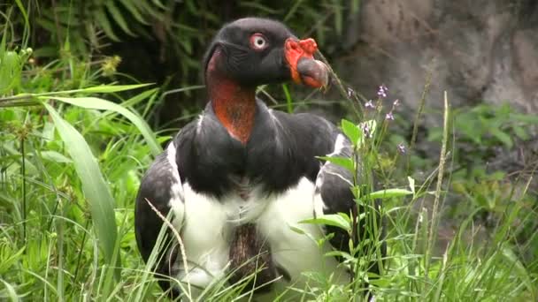 Raja Vulture Sarcoramphus Papa Bird Video — Stok Video
