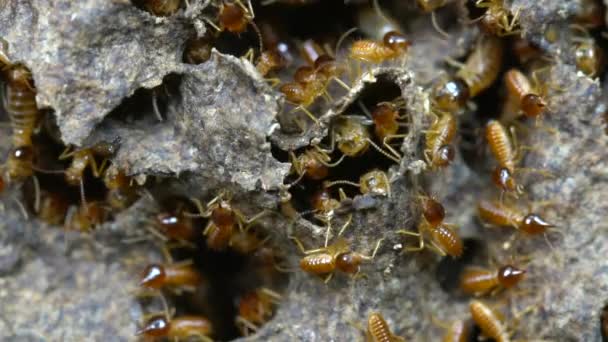 Slow Motion Video Nasute Termites Defending Break Nest Tropical Rainforest — Stock Video