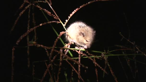 Vidéo Petite Souris Sur Herbe Forêt Amazonienne — Video