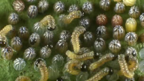 Time Lapse Vídeo Hatching Eggs Gulf Fritillary Agraulis Vanillae — Vídeo de Stock