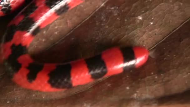 Video Coral Pipesnake Yılanı Anilius Scytale Kırmızı Siyah Yılan Derisi — Stok video