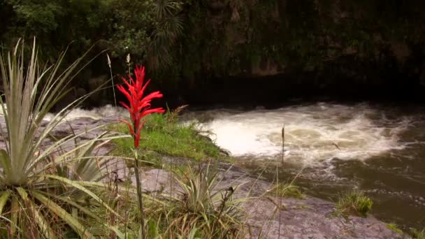 Κόκκινο Λουλούδι Και Νερό Του Ποταμού Ροή Στη Φύση Βίντεο — Αρχείο Βίντεο
