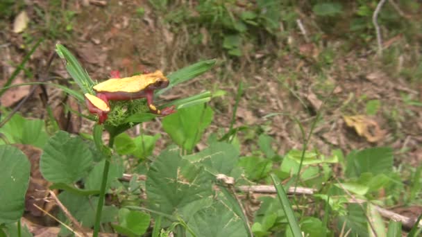 Video Von Frosch Der Natur Clown Treefrog Dendropsophus Triangulum — Stockvideo