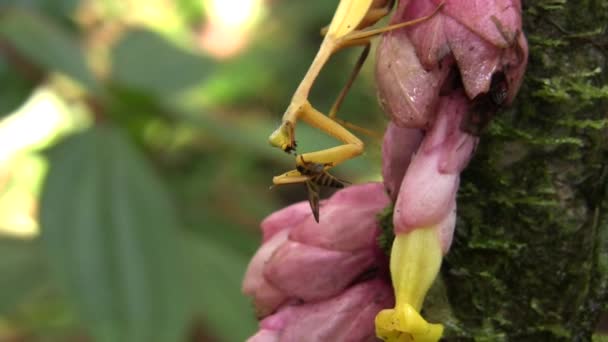 Video Praying Mantis Eating Fly — Stock Video