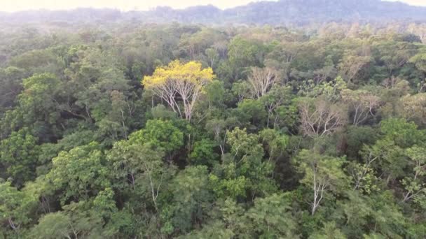 Vista Panorámica Aérea Vídeo Sobre Árboles Del Bosque Tropical — Vídeo de stock