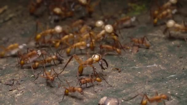 Коричневые Муравьи Army Ants Eciton Работает Полу Тропических Лесов Эквадорской — стоковое видео