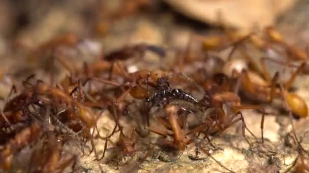 Ejército Hormigas Video Cámara Lenta — Vídeos de Stock