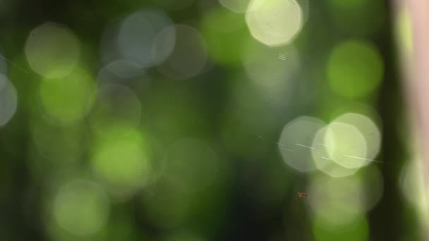 Spider Making Web Rainforest Blurred Bokeh Background Time Lapse Video — Stock Video