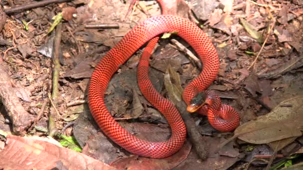 Відео Coral Pipesnake Anilius Scytale Snake — стокове відео