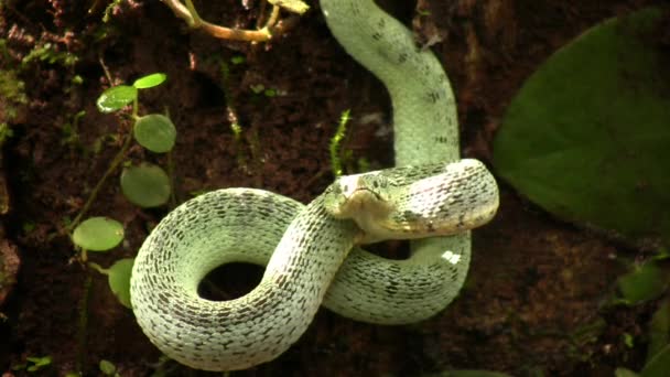 Video Dvou Pruhovaných Lesních Pitviperů Hadí Jazyk Bothriopsis Bilineata Deštný — Stock video