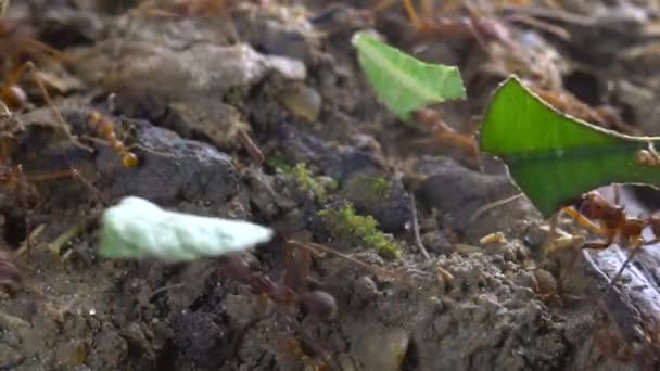 葉の破片を運ぶAtta 遅い動きビデオの葉カッターアリ — ストック動画