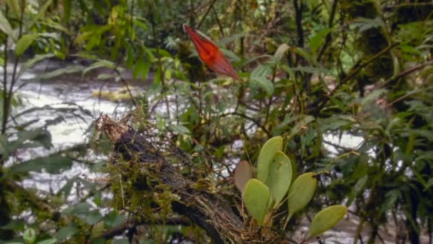 Vídeo Del Flujo Del Río Sobre Fondo Flora Verde Flor — Vídeo de stock