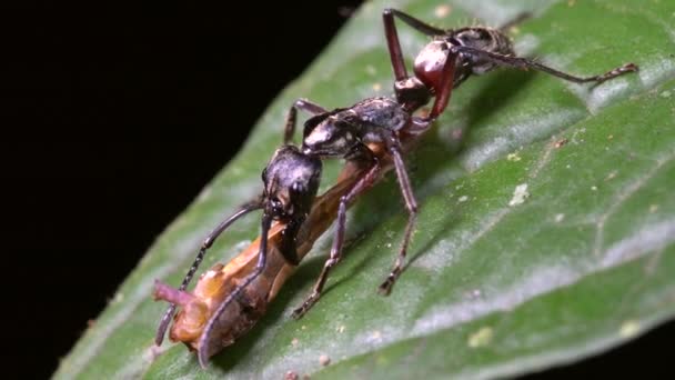 Hairy Panther Ant Pachycondyla Villosa Carrying Part Grasshopper Its Mandibles — Stock Video