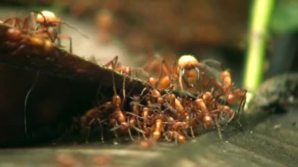 Videó Nagy Fejű Hangyák Pheidole Xanthogaster Fut Végig Esőerdő Padló — Stock videók