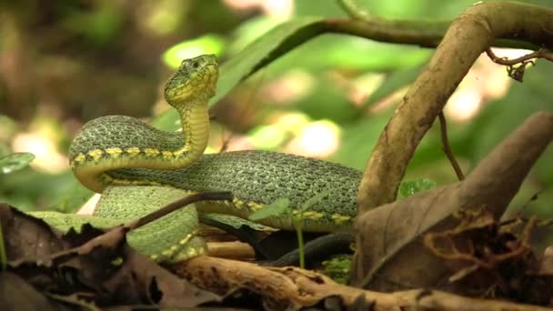 Video Von Schlangenangriff Zwei Gestreifte Waldpitviper Schlange Bothriopsis Bilineata — Stockvideo