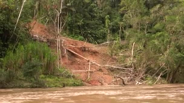 Fluss Wasserfluss Grünen Wald Video — Stockvideo