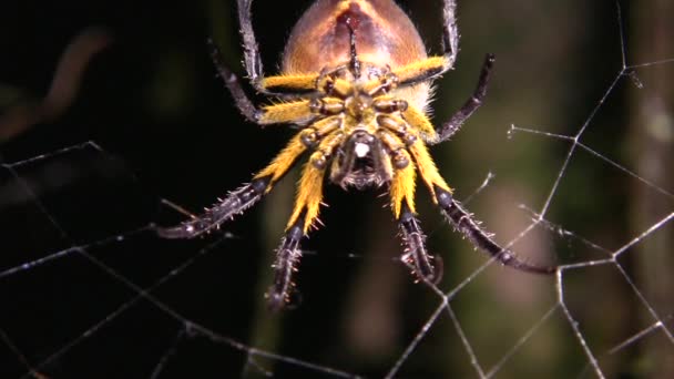 Video Araña Insecto Aterrador — Vídeos de Stock