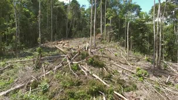 Video Van Tropisch Regenwoud Gevelde Bomen — Stockvideo