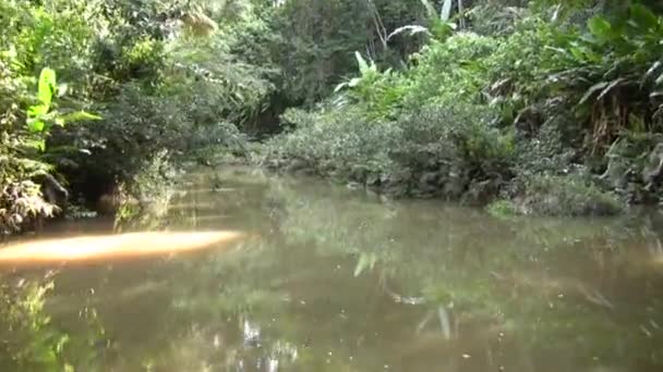 Wideo Upływ Czasu Przepływ Wody Rzece Zielonym Lesie — Wideo stockowe