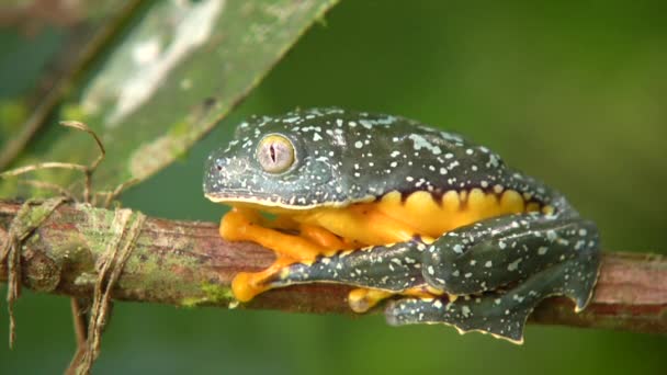 개구리의 Amazon Leaf Frog Cruziohyla Craspedopus — 비디오