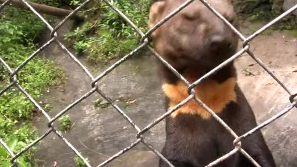 Tayra Animal Eira Barbara Zoológico Ecuador Video — Vídeo de stock