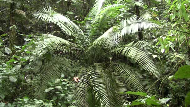 forêt tropicale humide avec palmiers, vidéo 
