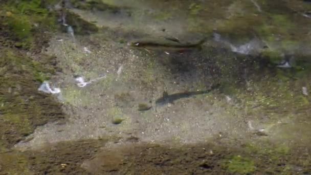 Juvenil Regnbåge Oncorhynchus Mykiss Simma Vatten Slow Motion Video — Stockvideo