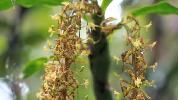 Vídeo Flores Una Orquídea Cycnoches Suarezii Cultivando Flores — Vídeo de stock