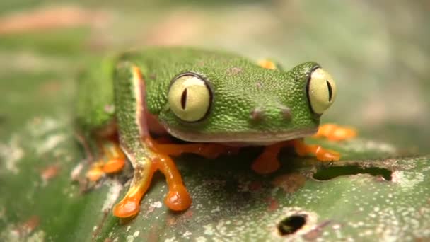 Agalychnis Hulli Blinks Eye Ecuador — 비디오