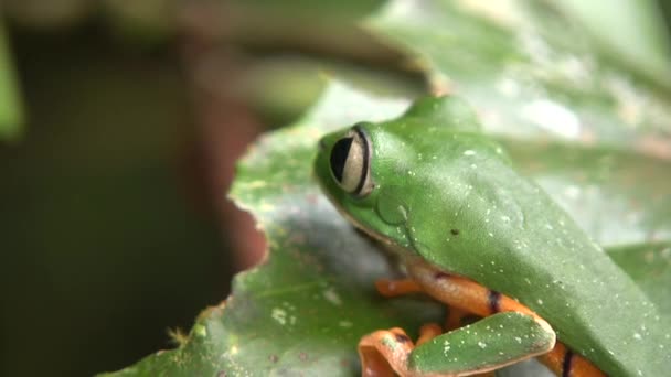 Kaplan Çizgili Yaprak Kurbağasının Doğadaki Videosu Phyllomedusa Tomopterna — Stok video