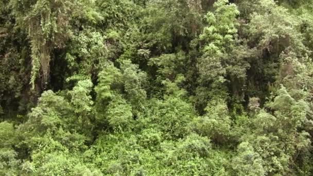 Vídeo Cachoeira Natureza Flora Verde Folhagem — Vídeo de Stock