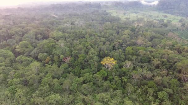 Vista Panorámica Aérea Vídeo Sobre Árboles Del Bosque Tropical — Vídeo de stock