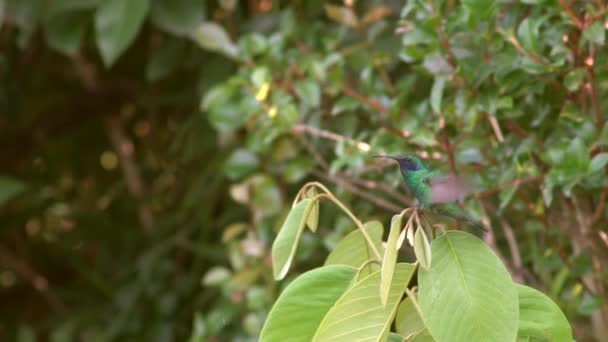 Błyszczące Fioletowe Ucho Koliber Ptak Colibri Coruscans Spowolniony Ruch Ekwador — Wideo stockowe