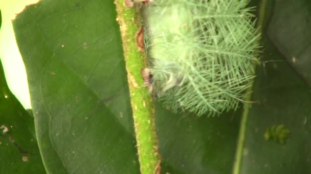 Video Oruga Verde Larva Una Polilla Automotriz Saturniidae Amazonía Ecuatoriana — Vídeos de Stock