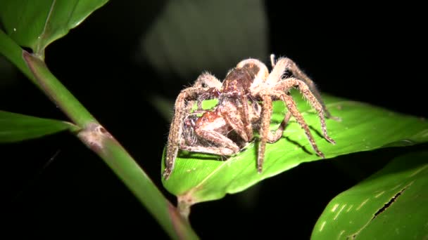 Video Spider Wandering Spider Ctenidae Eating Another Spider — Stock Video