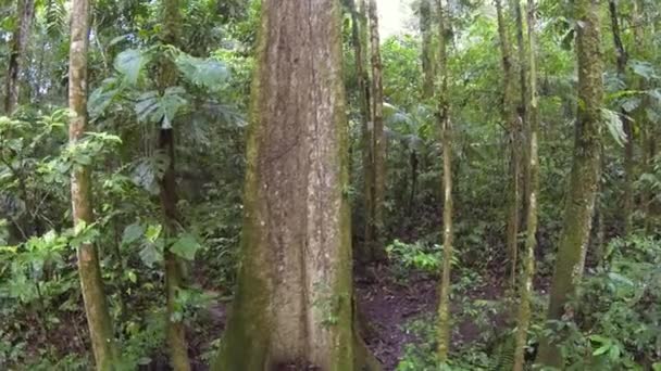 Horizontal Peixe Olho Vídeo Árvores Florestais Verdes Troncos Árvores Com — Vídeo de Stock