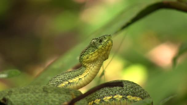 Video Two Striped Forest Pitviper Snake Bothriopsis Bilineata Rainforest Orellana — Stock Video