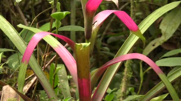 Arbres Forestiers Verts Flore Environnement Vidéo Feuilles Plantes Tropicales — Video