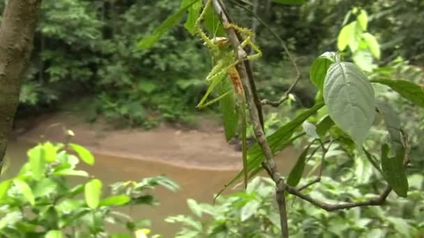 Video Close Thorny Devil Katydid Panacanthus Cuspidatus Rainforest Ecuador — Stock Video