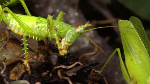 Video Thorny Devil Katydid Panacanthus Cuspidatus Green Cricket — Stock Video