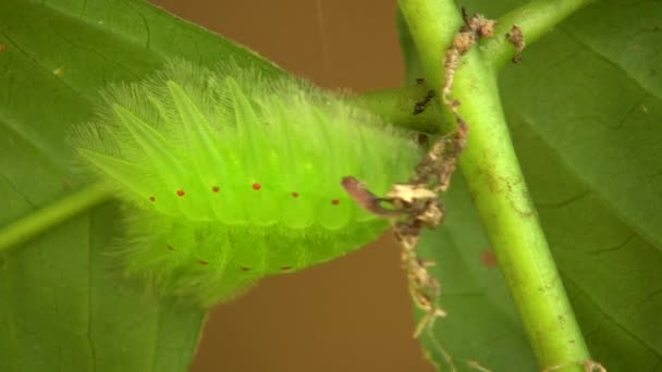 Видео Зеленой Гусеницы Amazonian Slug Caterpillar Limacodidae Cup Moths — стоковое видео